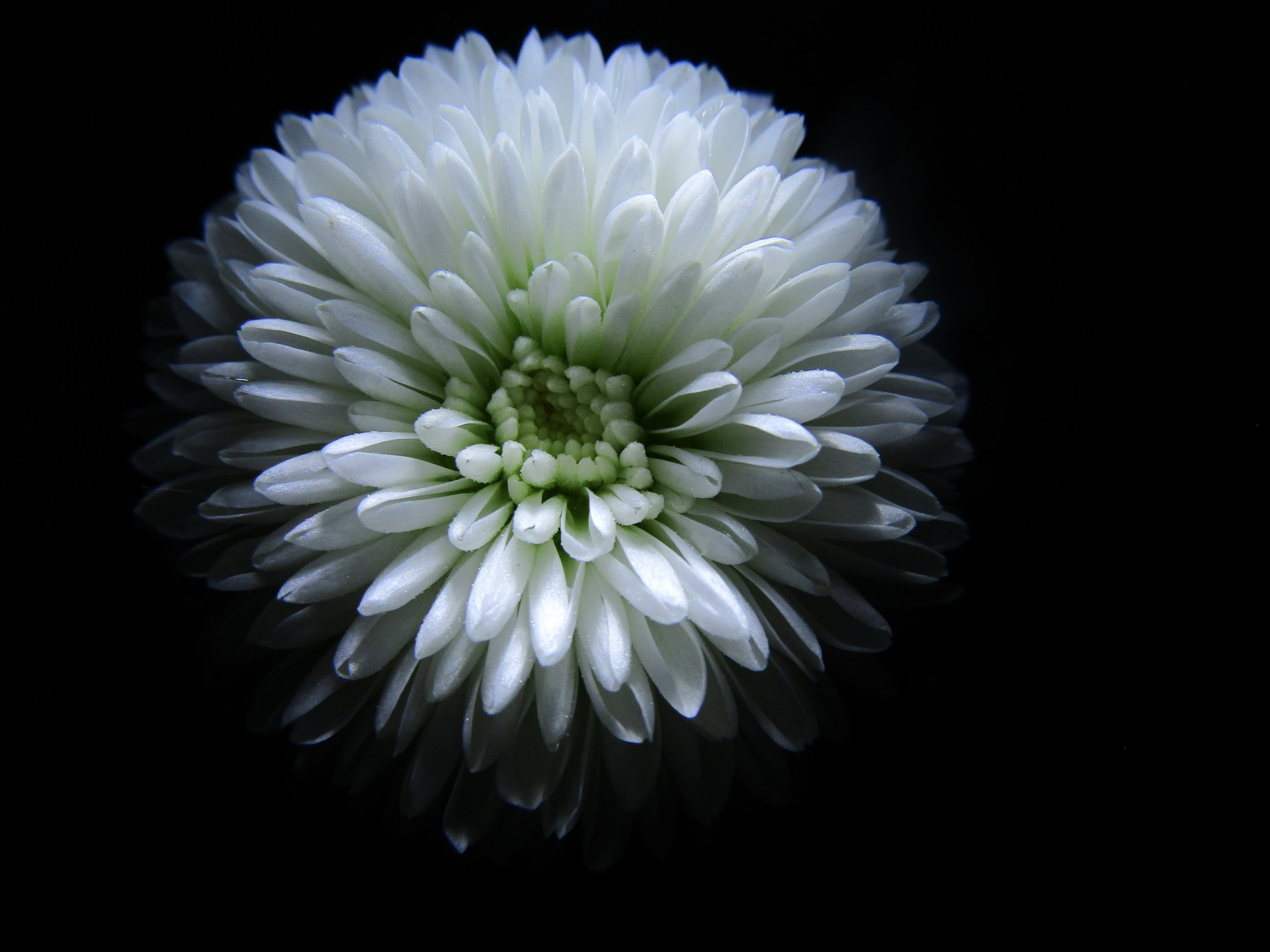 Isolated White Multipetaled Chrysanthemum flower by Demasc1