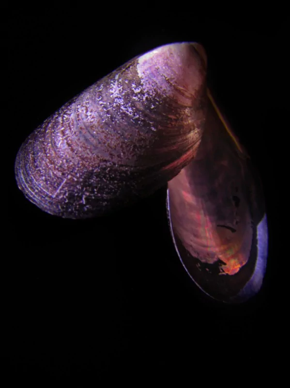 A close-up image of a brittle purple clamshell, showcasing the intricate organic patterns on its surface.