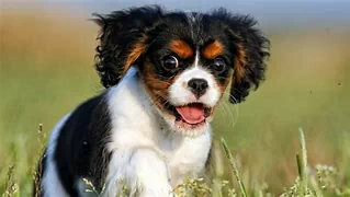  Cavalier King Charles Spaniel Running
