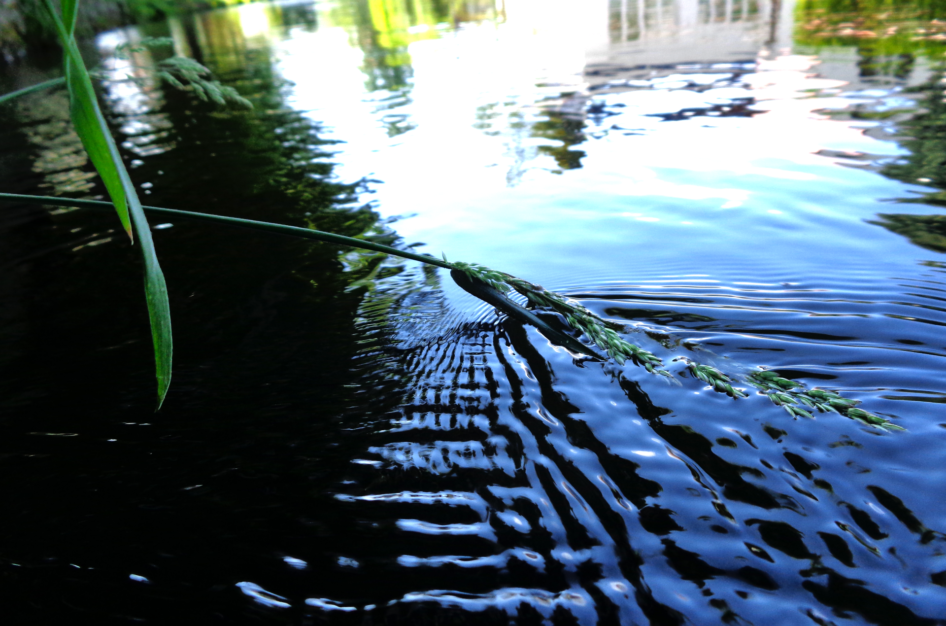 Grass in river by Andrastos