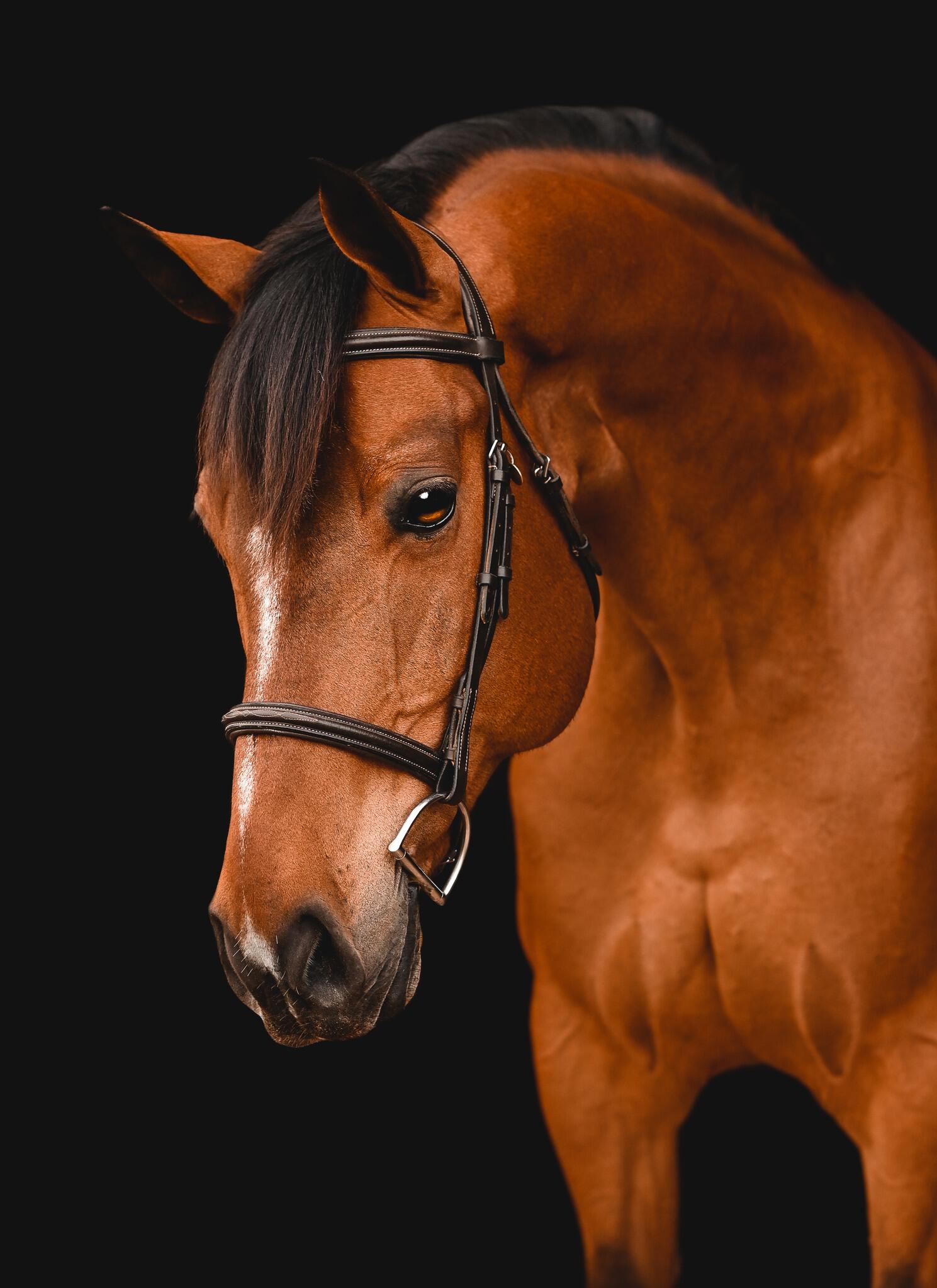 Download Horse Image
