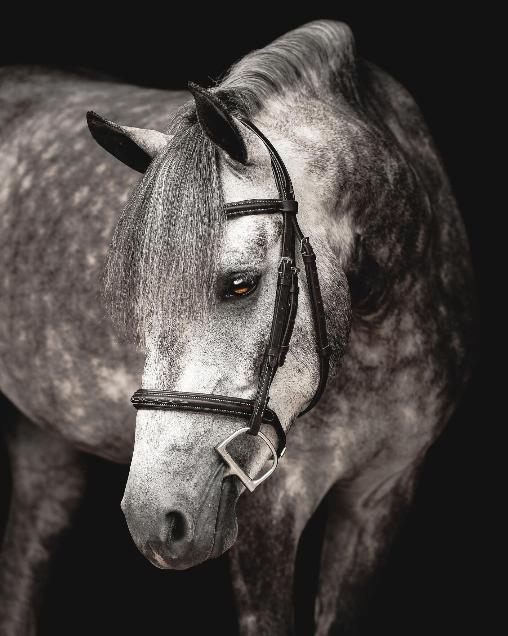 Download Horse Image