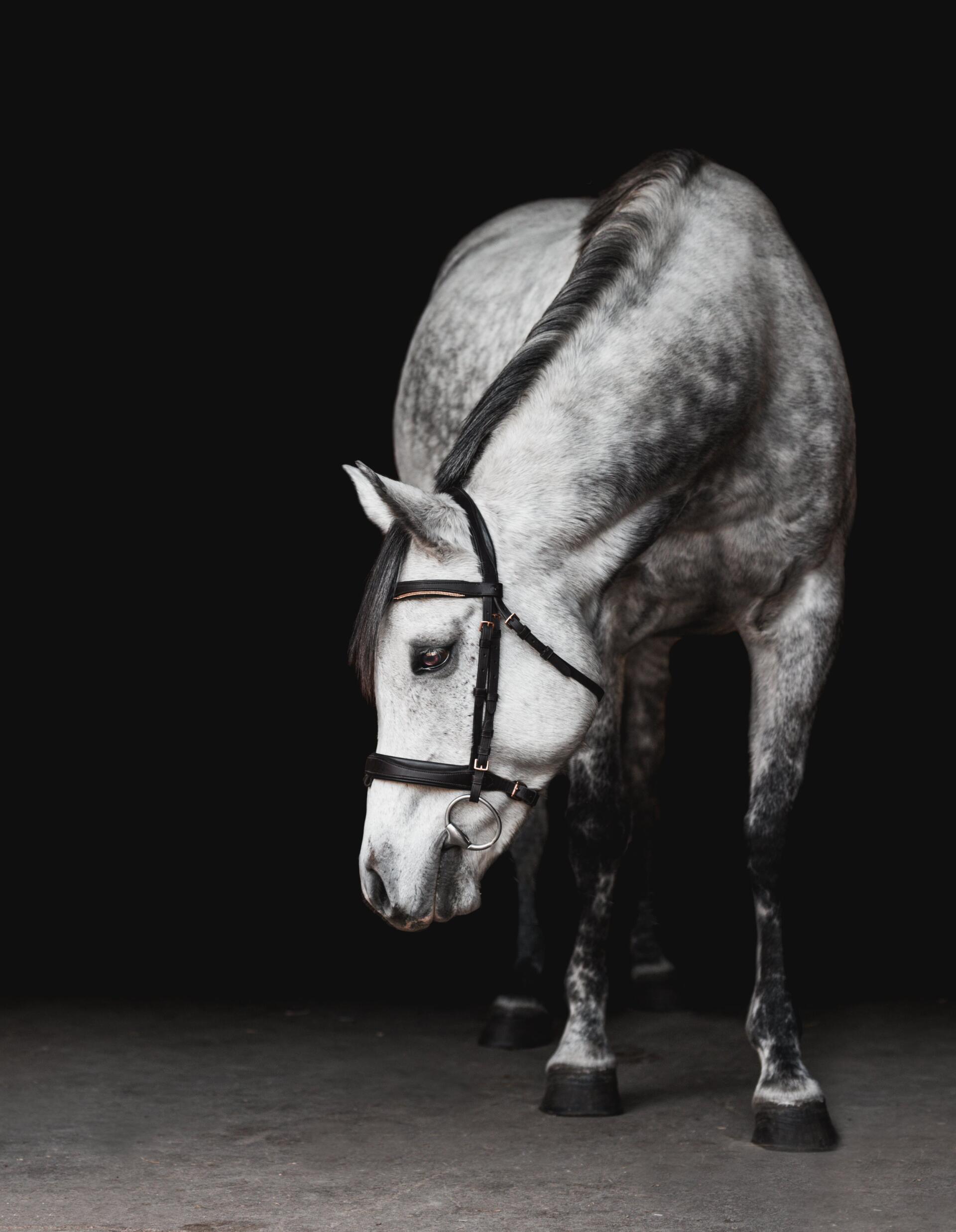 Download Horse Image