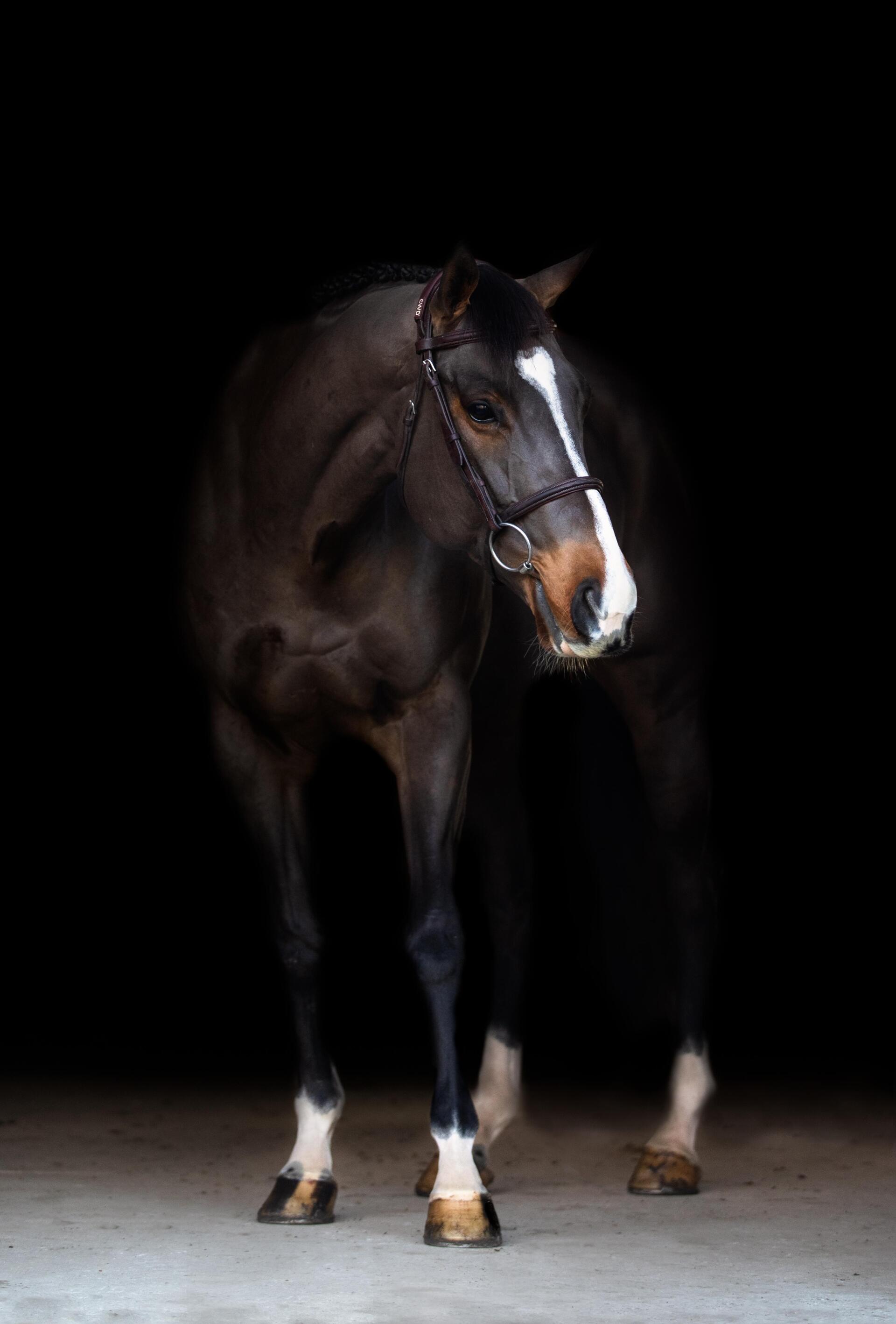 Download Horse Image