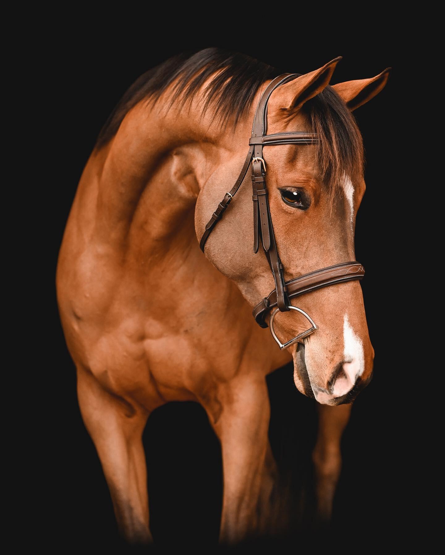 Download Horse Image