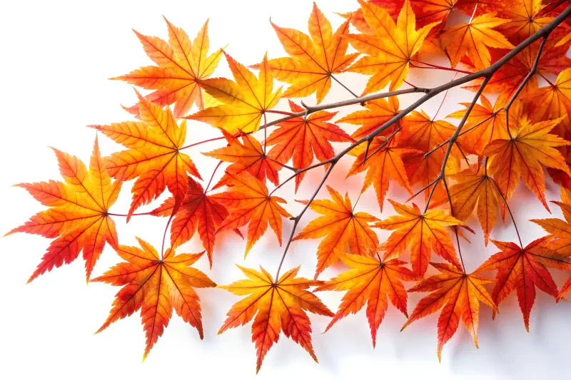 fall nature maple leaf HDR orange (Color) Image