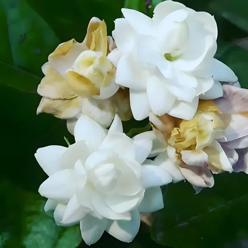  arabian jasmine showing compassion and love toward children