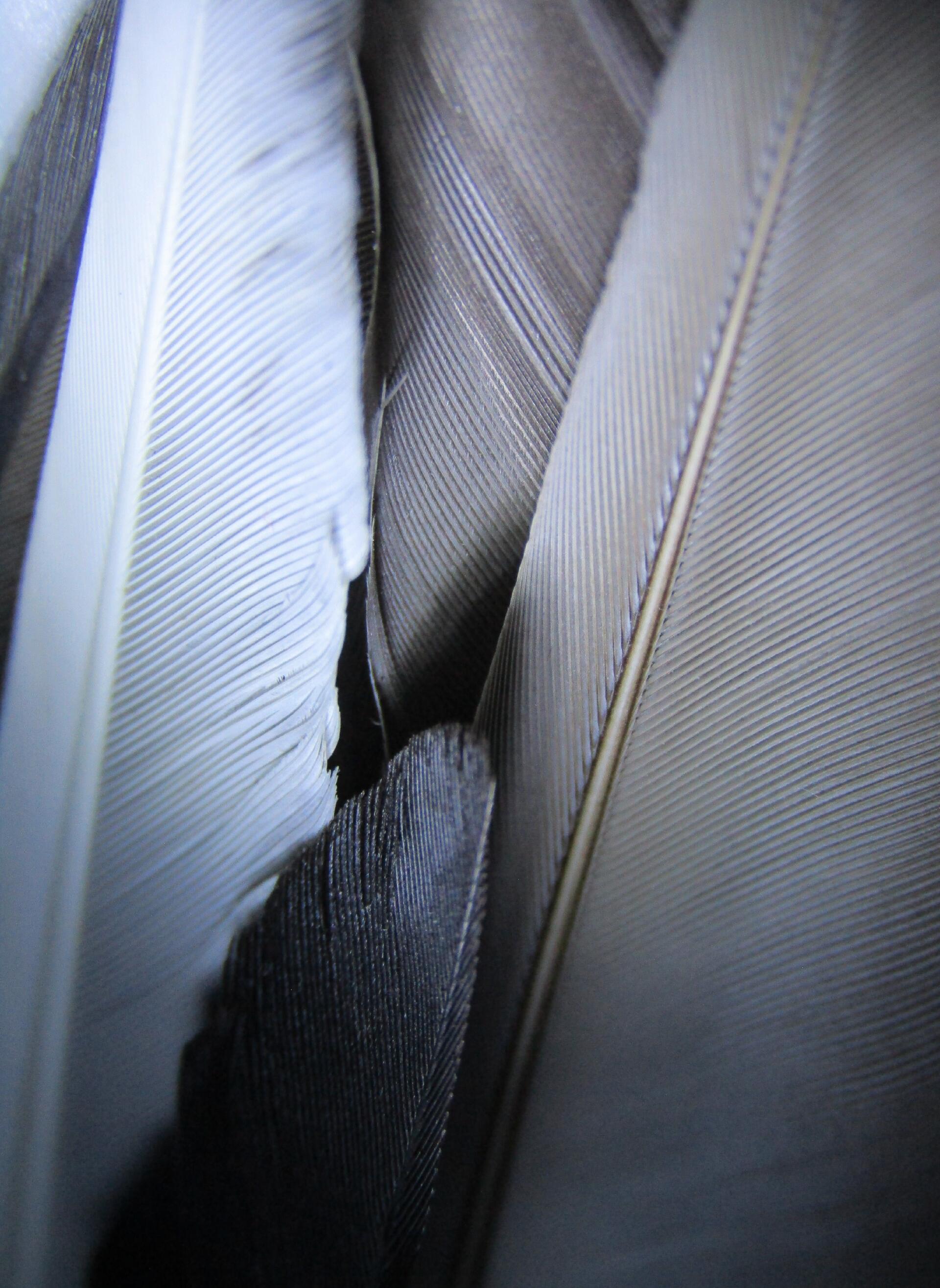 Closeup of discarded bird feathers by Demasc1