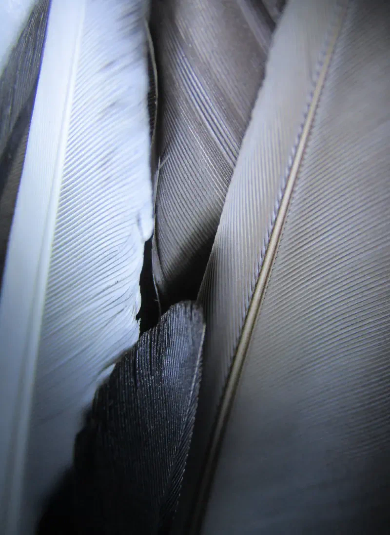 nature macro organic biology feather Image