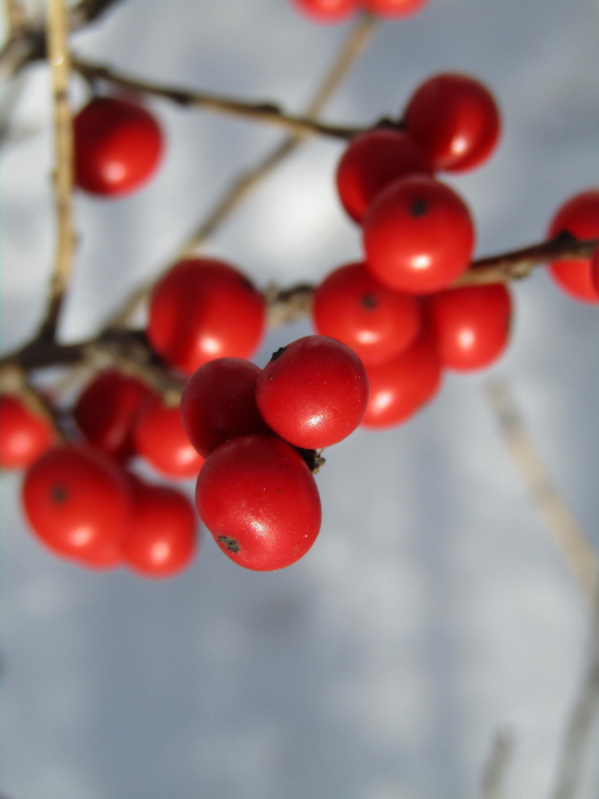 Red Holly berries in early Winter. by Demasc1