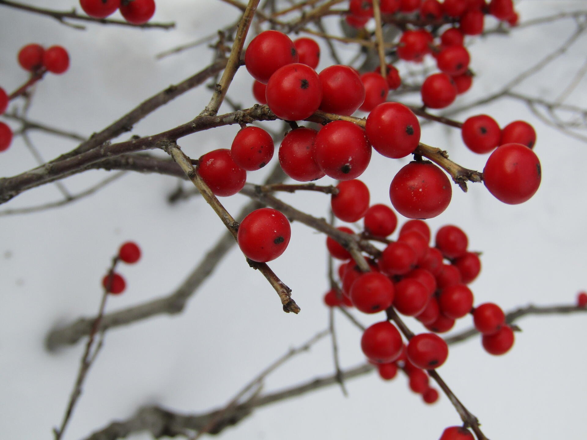 Red Holly berries in early Winter. by Demasc1