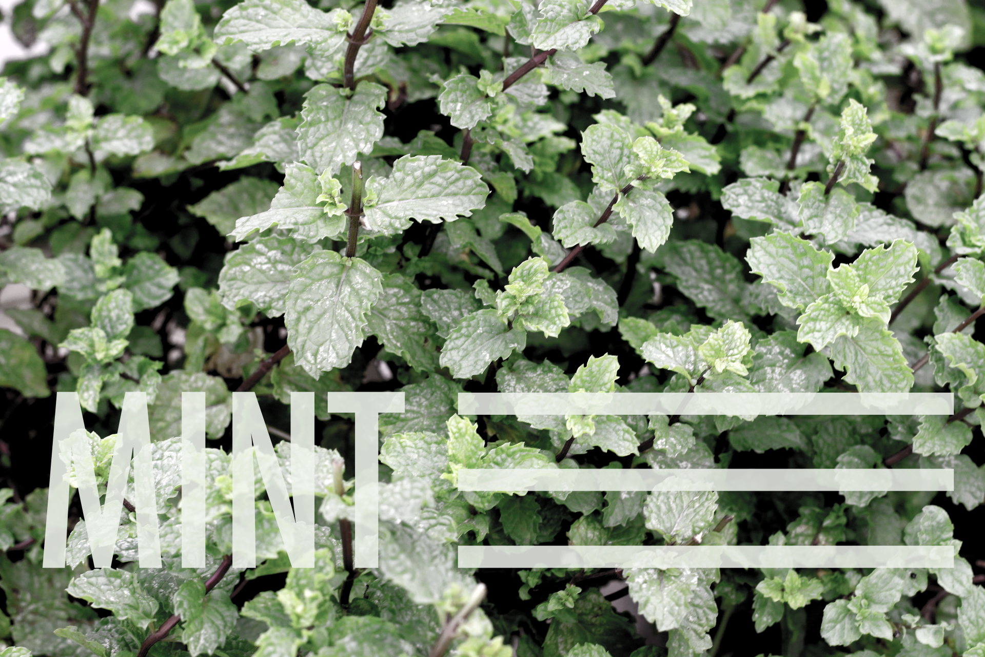 Mint by mubinuddoula