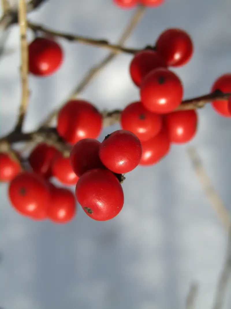 seasonal nature red winter plant Image