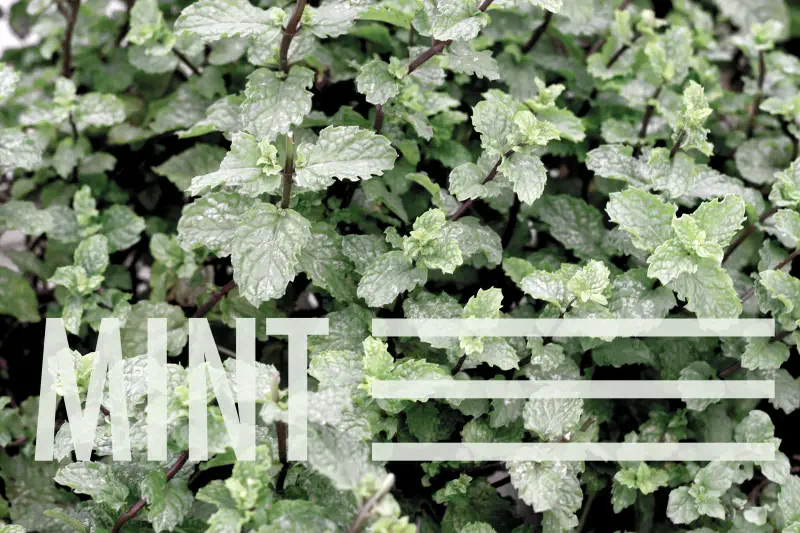 mint Fresh plant herb green Image