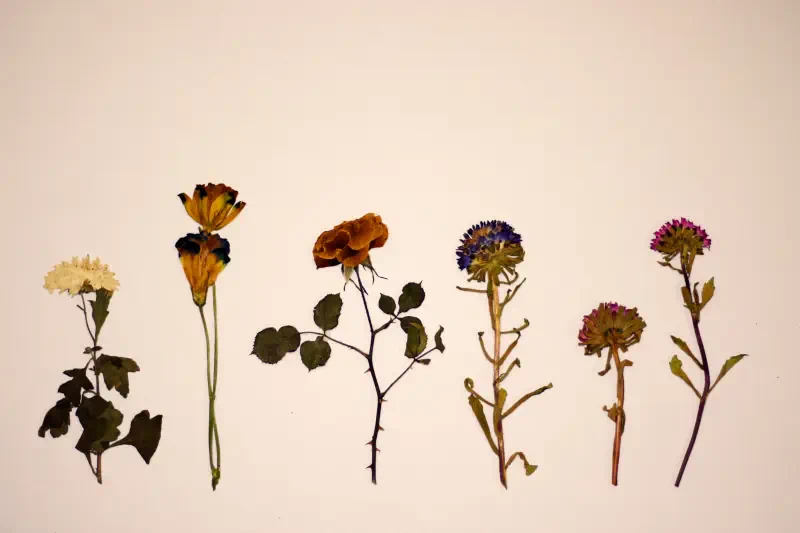 flower dry seasonal aesthetic Image