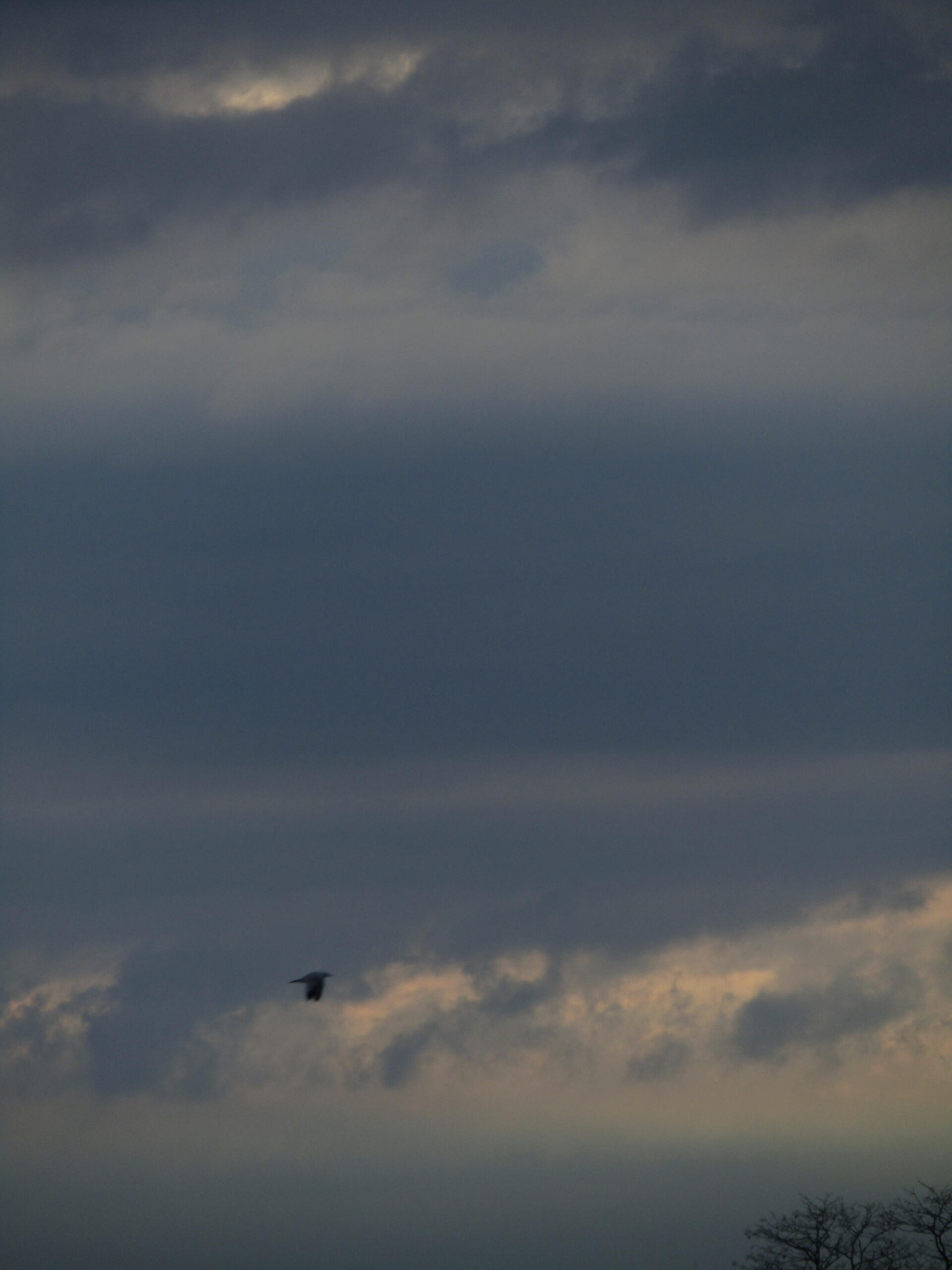 Bird (Crow?) flies past observing cloud pareidolia... by Demasc1