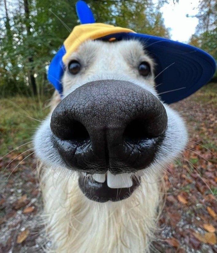 Close-up of a llama wearing a blue and yellow cap, showing its large nose and front teeth, capturing a goofy ahh moment typical of meme-style Goofy Ahh Pictures.