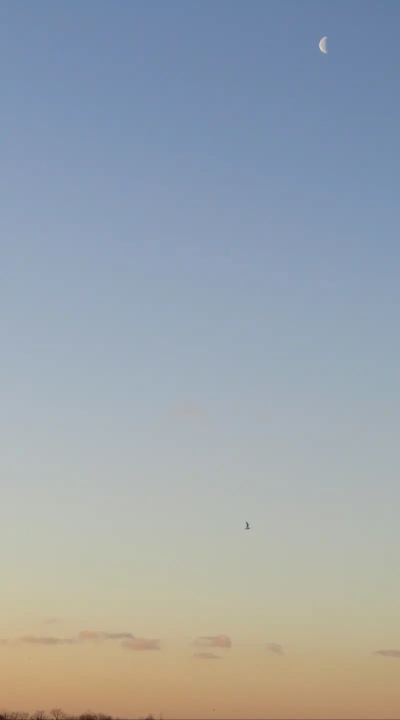 seasonal nature winter moon sky Image