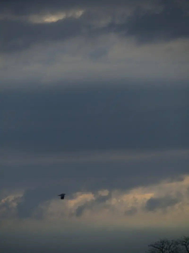 nature pareidolia bird flight sky Image