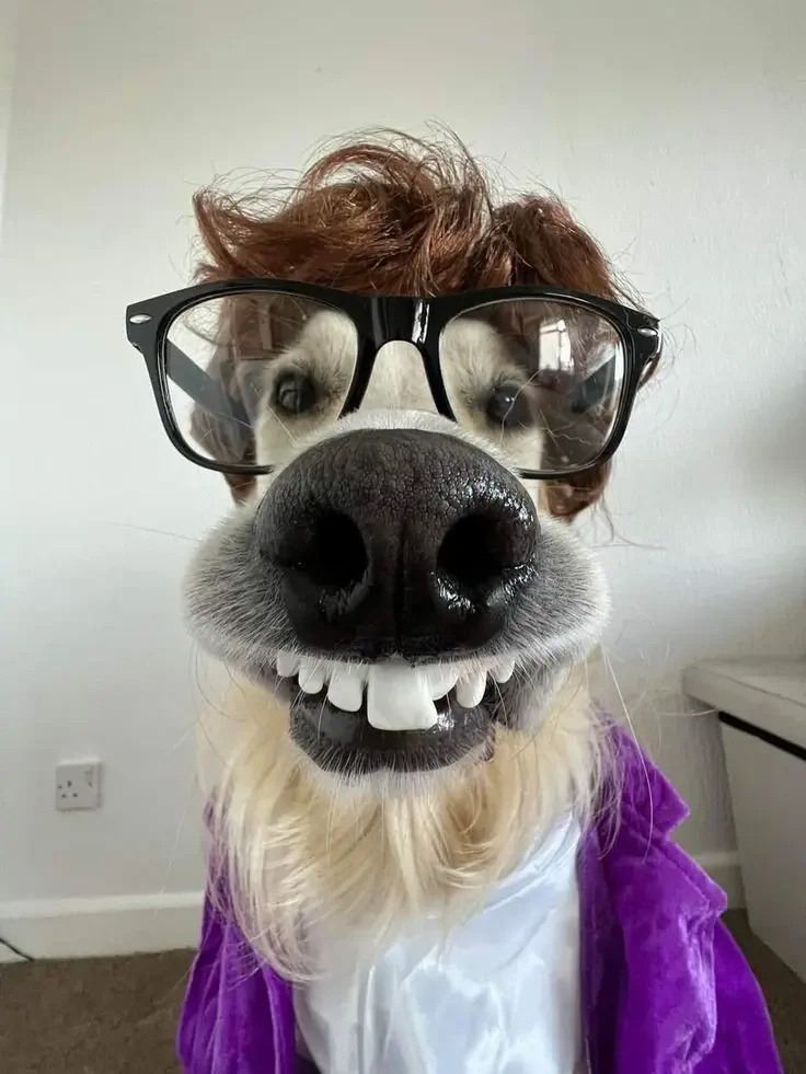 A dog wearing oversized glasses, a wig, and fake teeth, dressed in a purple robe, creating a humorous and playful scene typical of Goofy Ahh Pictures.