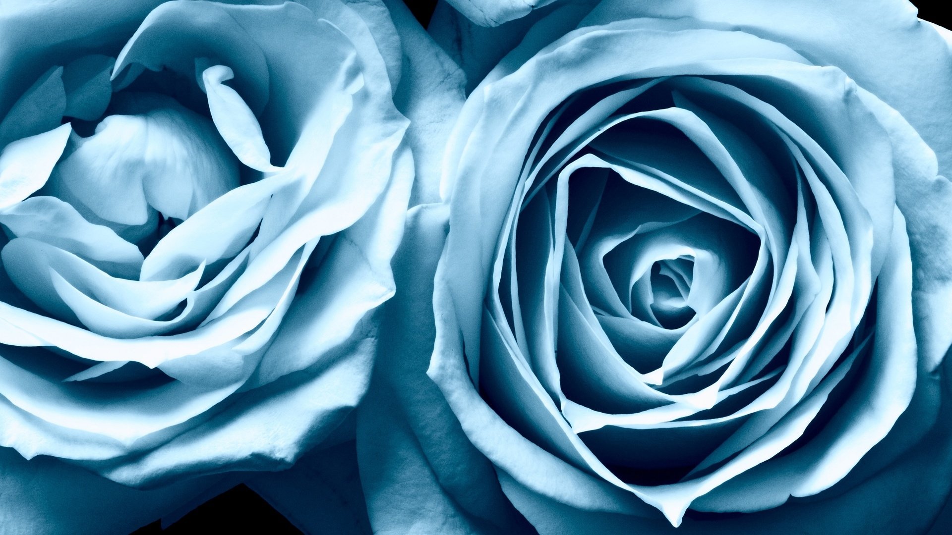 A close-up of two elegant roses in shades of blue, showcasing their intricate petals and natural beauty against a dark background.