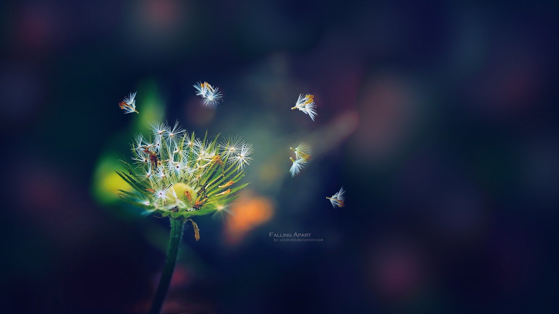 A close-up of a dandelion flower in nature with delicate seeds gently floating away against a blurred dark background.