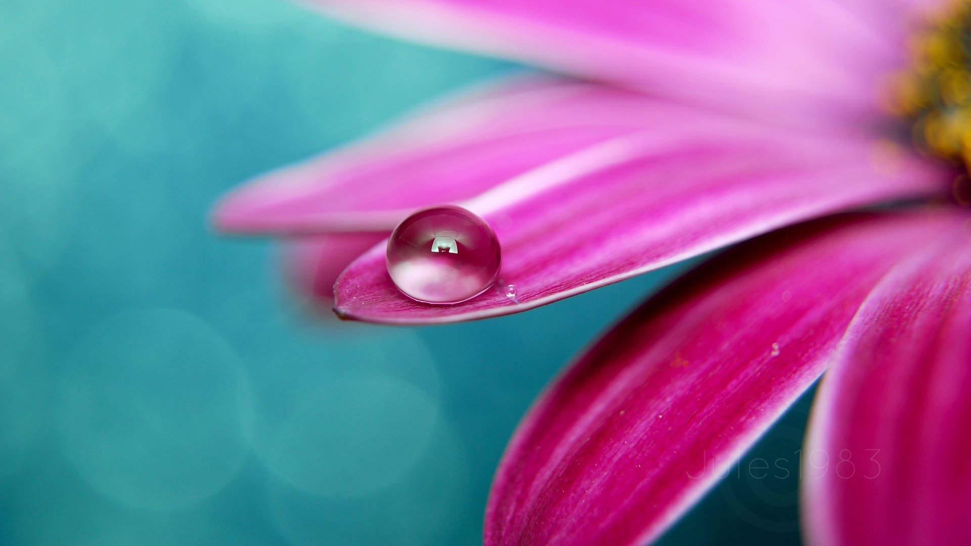 Close-up of a pink flower petal with a single water droplet against a soft, teal background in a nature setting.