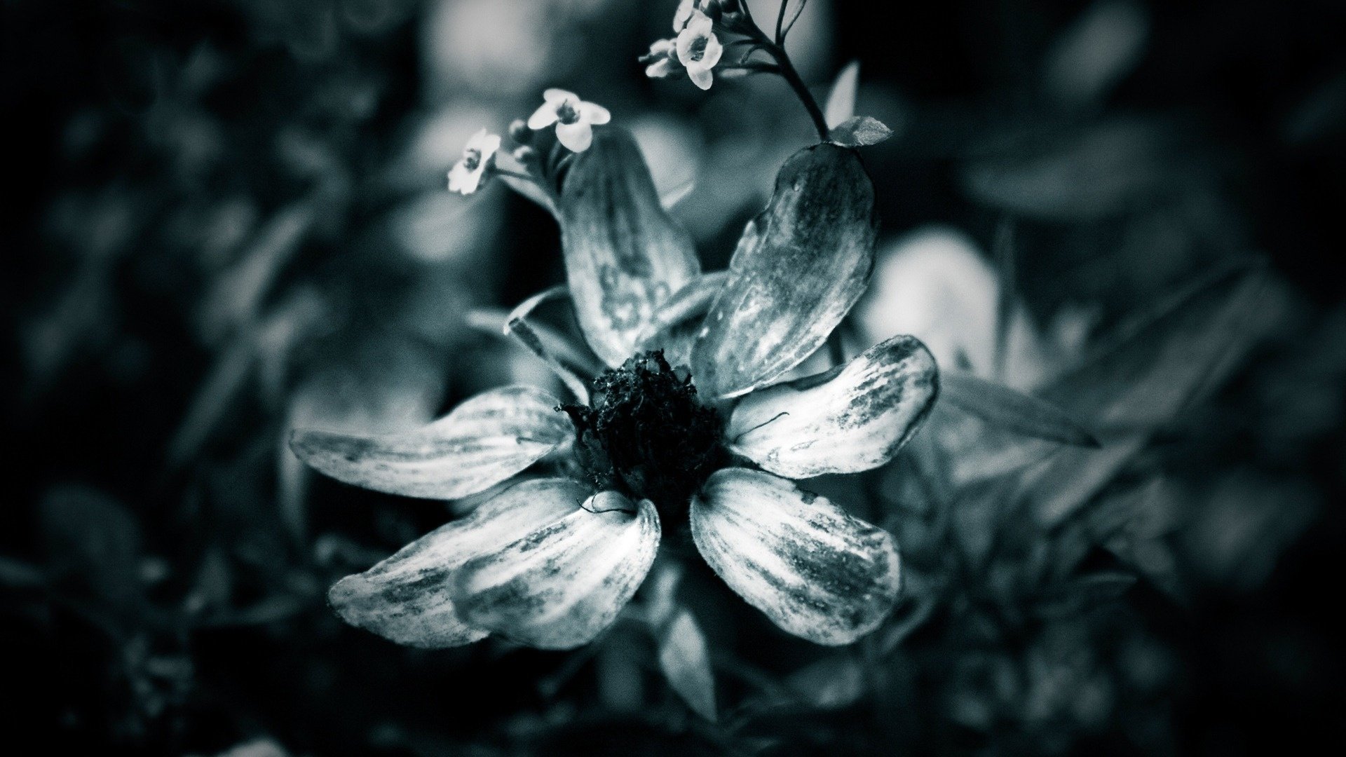 A close-up of a single flower in nature, captured in black and white, highlighting the delicate petals and surrounding small buds.