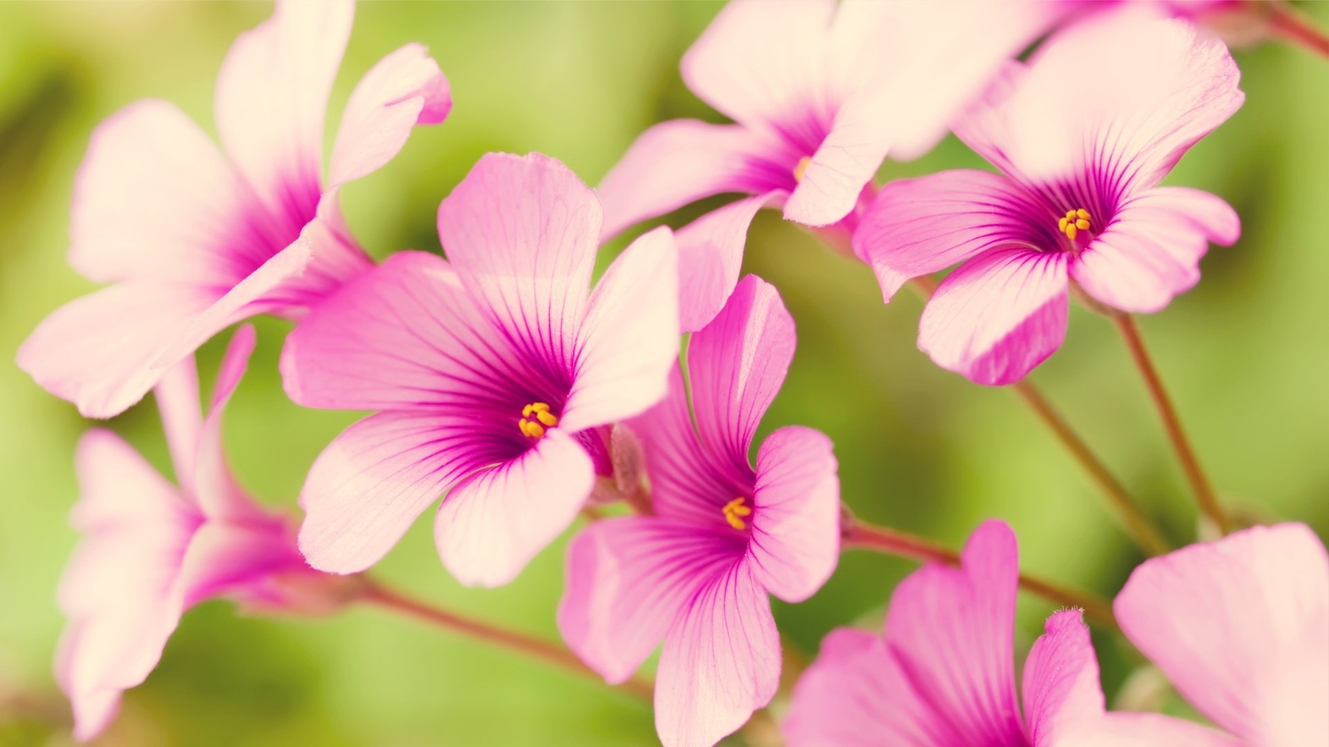 Close-up of delicate pink flowers in nature, showcasing soft petals and vibrant magenta centers against a blurred green background.