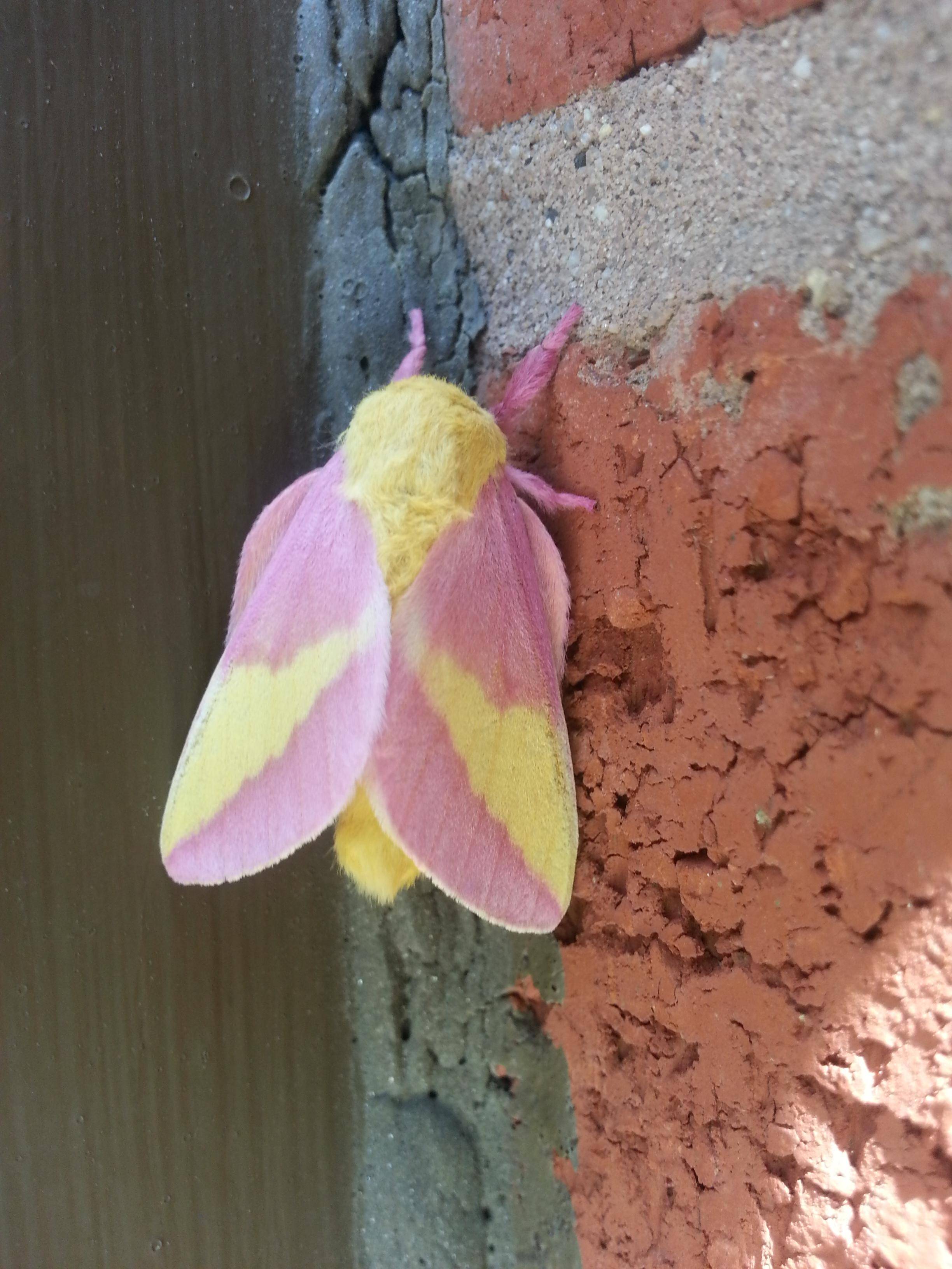 Rosy Maple Moth Picture