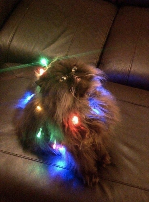 A fluffy cat sits on a brown couch, adorned with colorful Christmas lights, creating a festive and playful scene.