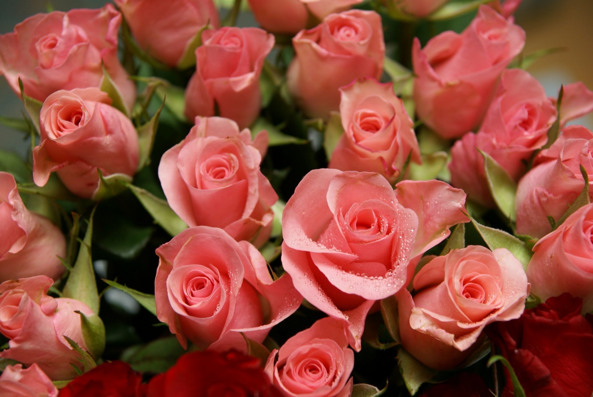 A vibrant bouquet of pink roses showcases their delicate petals and lush green leaves, celebrating the beauty of nature.