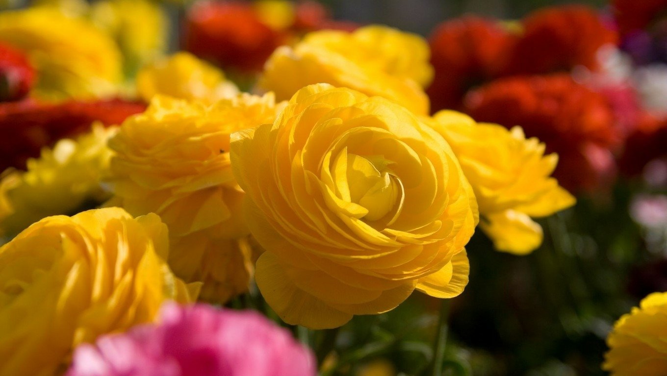A close-up of vibrant yellow roses amidst a colorful display of flowers in full bloom, showcasing the beauty of nature.
