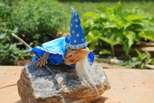  Lizard Wizard by Nasubi77