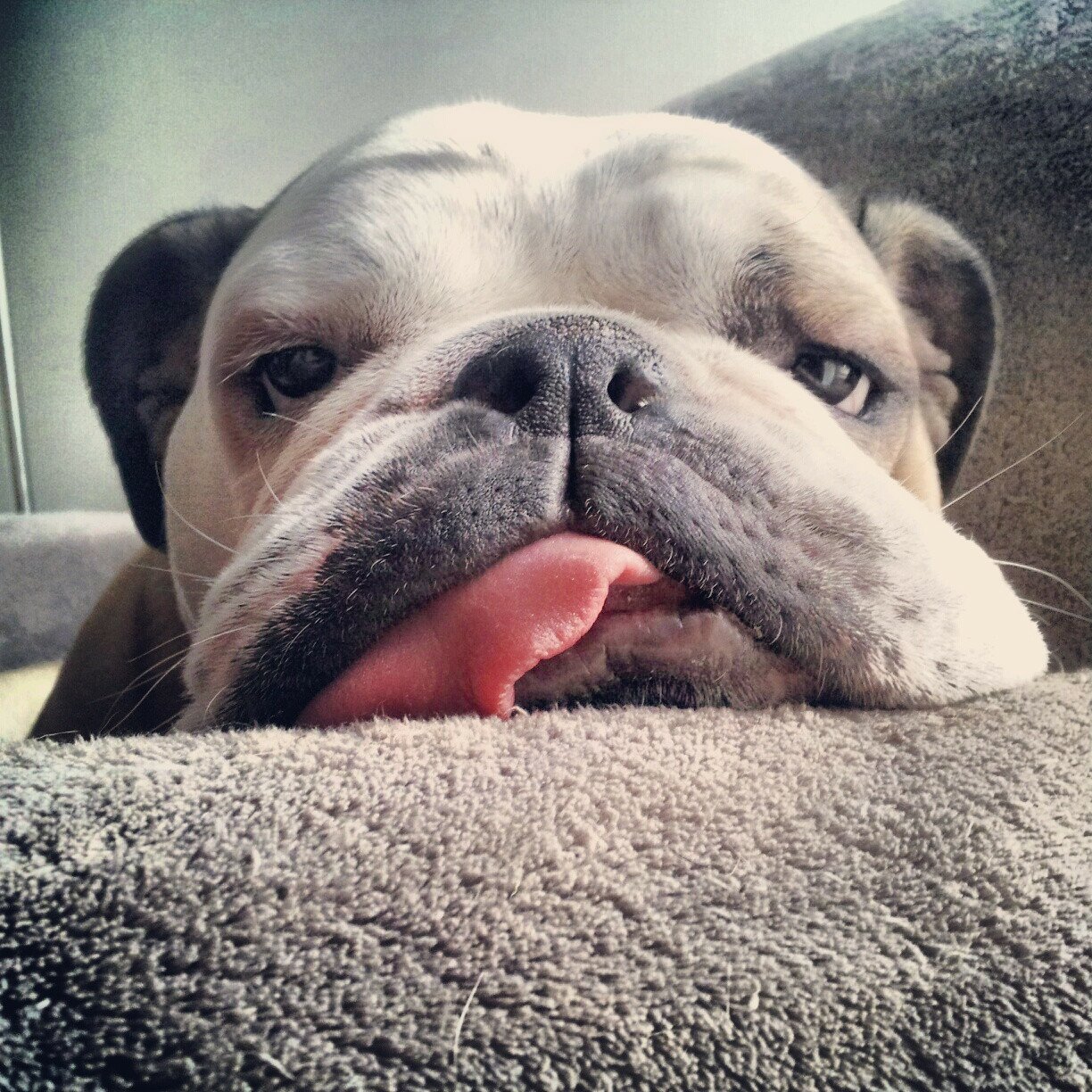 A close-up of a relaxed bulldog resting its head on a soft surface, with its tongue sticking out, showcasing its adorable and laid-back demeanor.