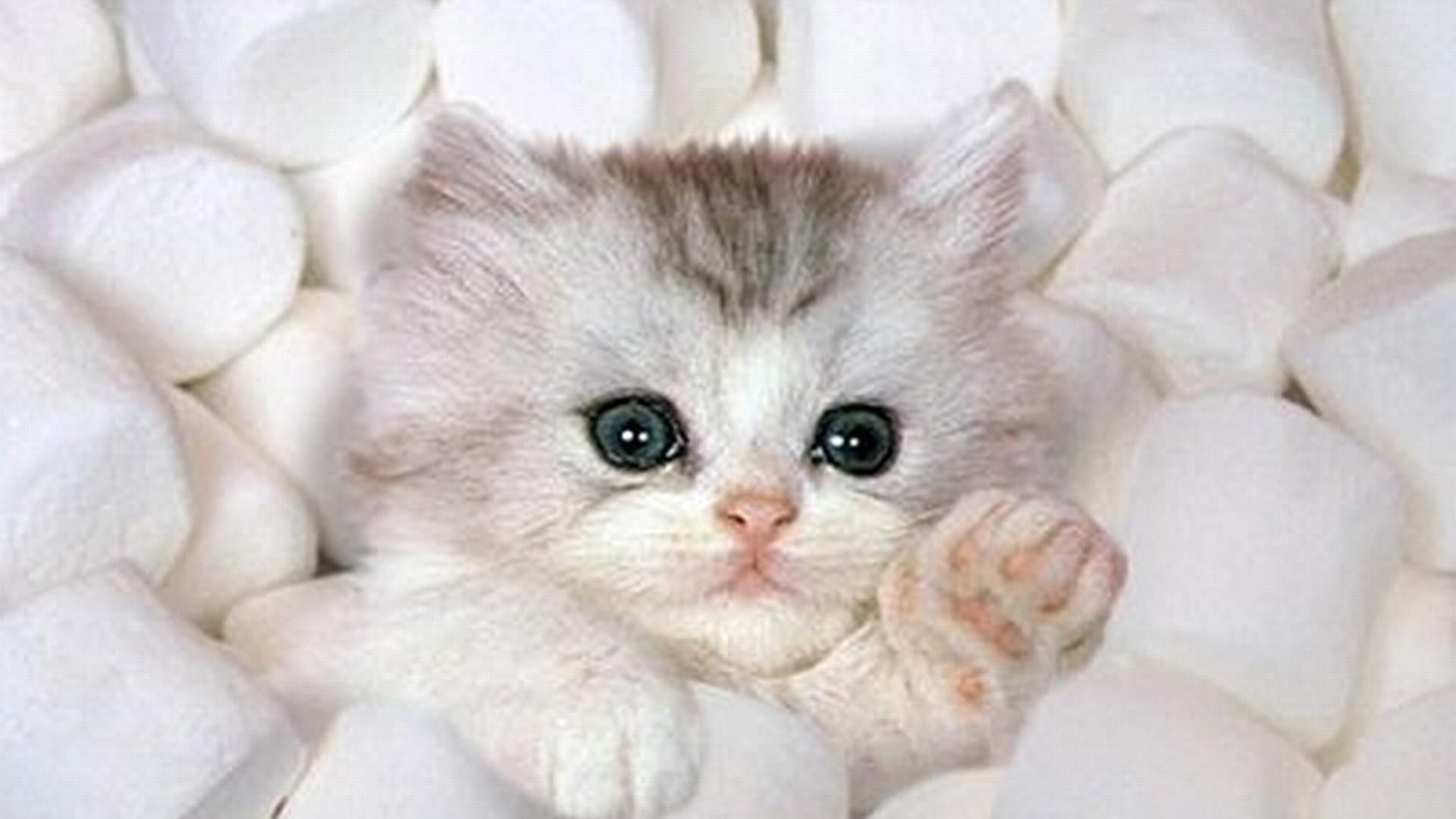 Marshmallow Kitten