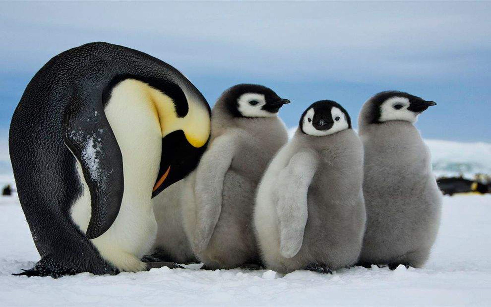 emperor-penguin-father-with-his-chicks-image-abyss