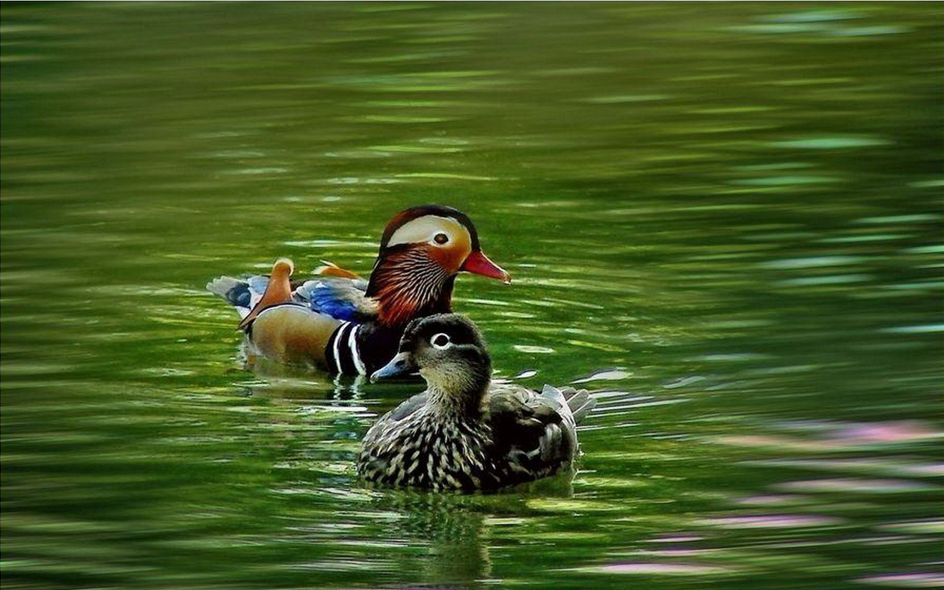 Male and Female Mandarin Ducks Image Abyss