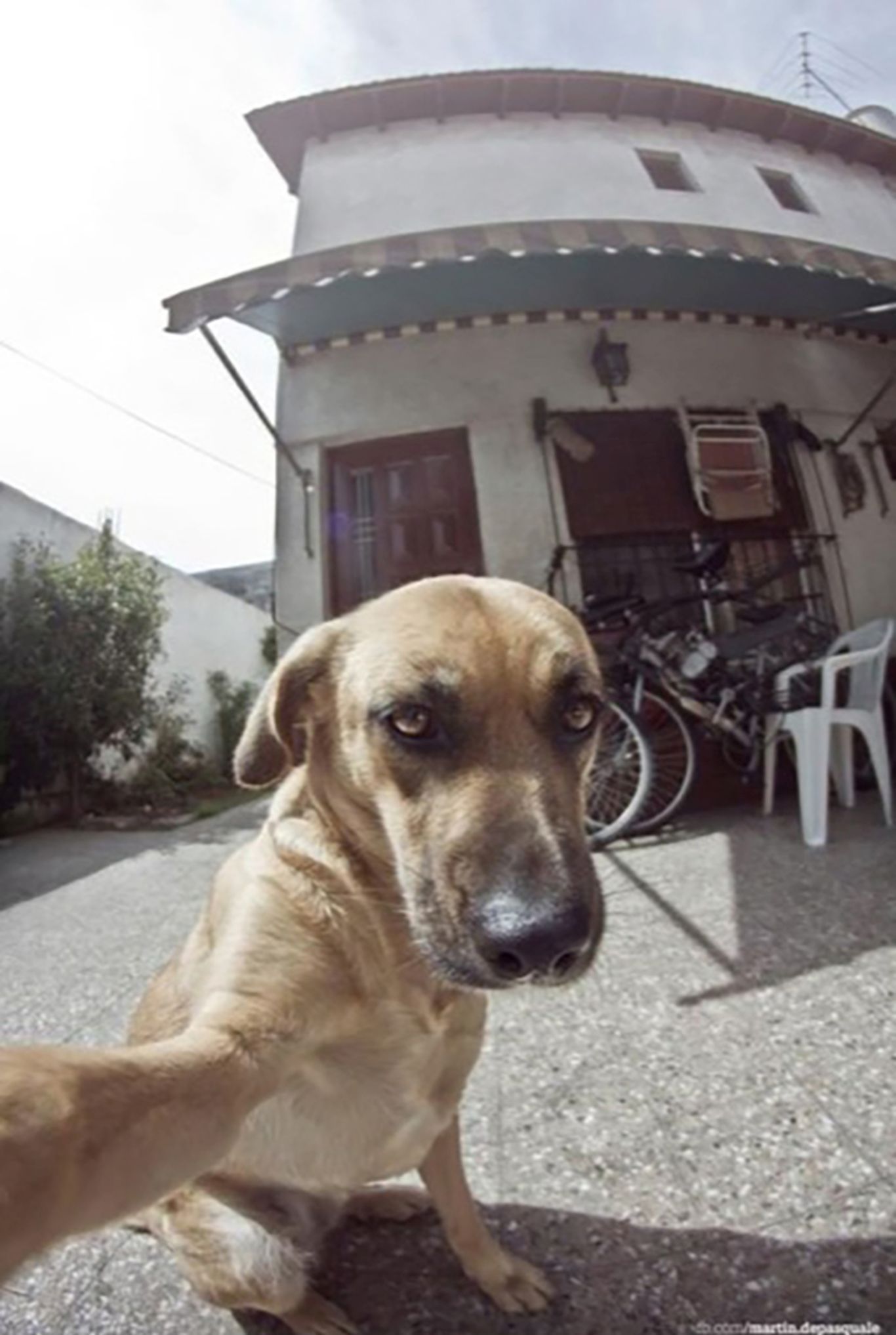 dog taking selfies Image Abyss