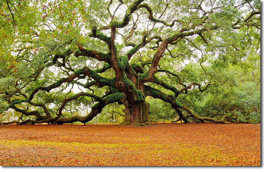 Angel tree - Image Abyss