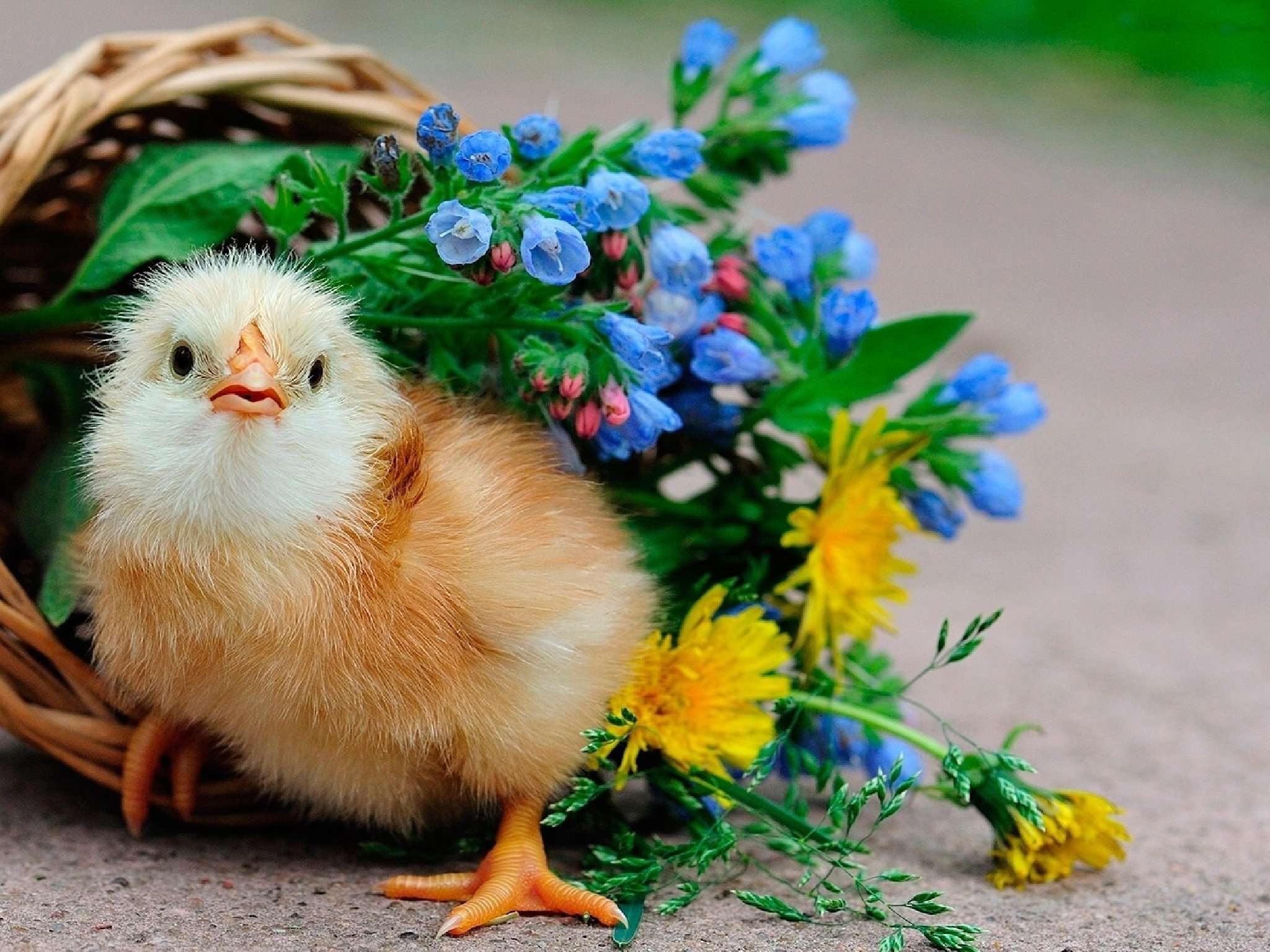 Easter peep and flower basket