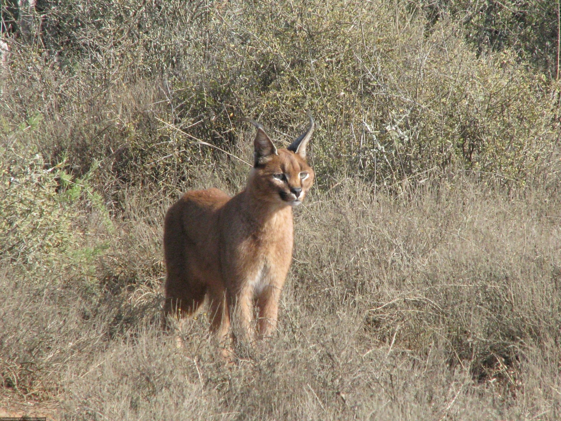Animal caracal Image