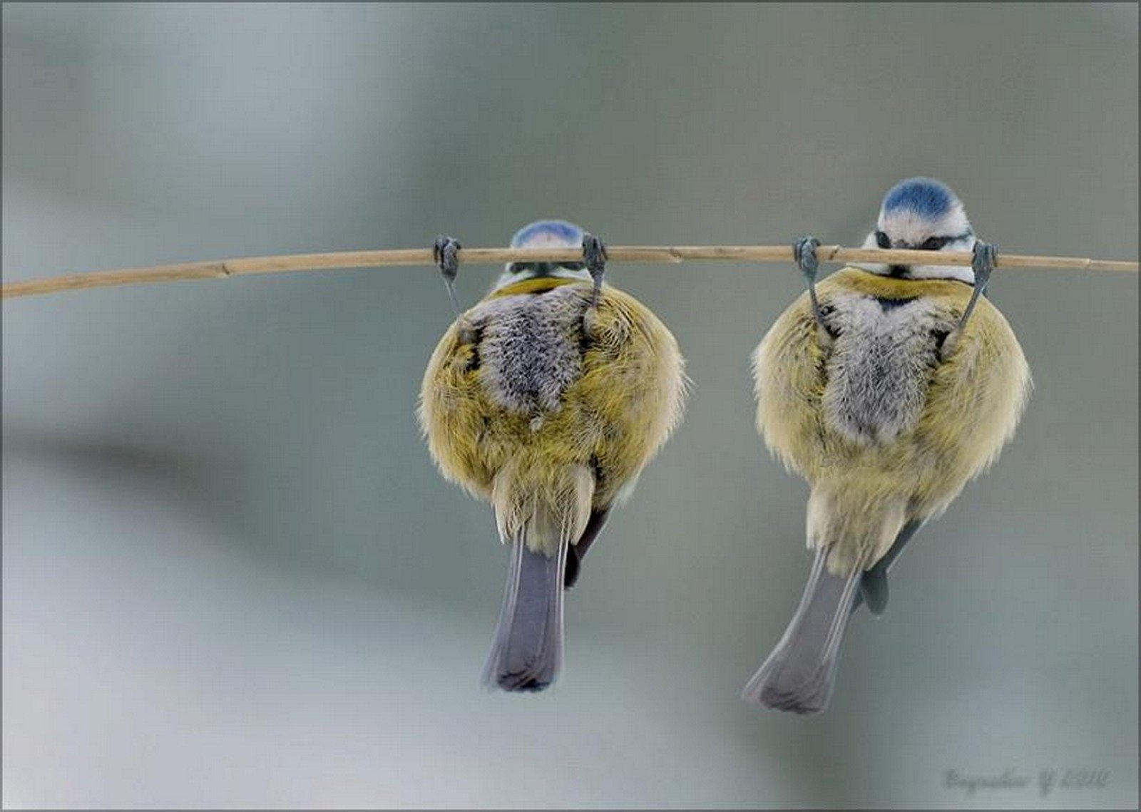 Two cute, funny blue tits hang upside down from a thin branch, showcasing their fluffy plumage and playful demeanor against a soft, blurred background.