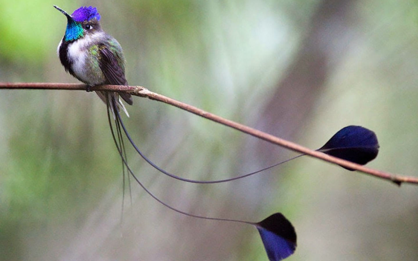 Spatula-Tailed Hummingbird