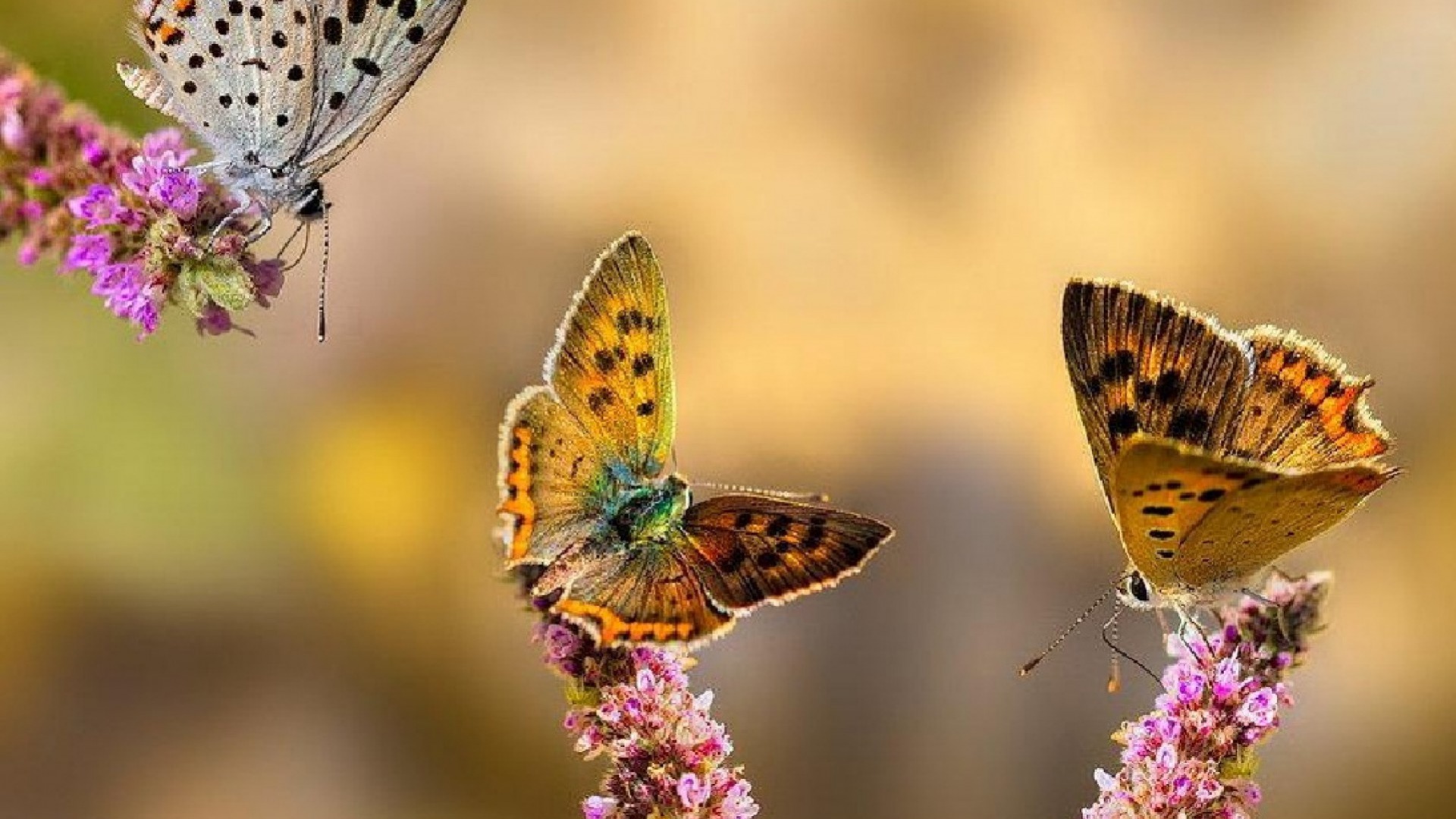 Butterflies on Flower Stalks - Image Abyss