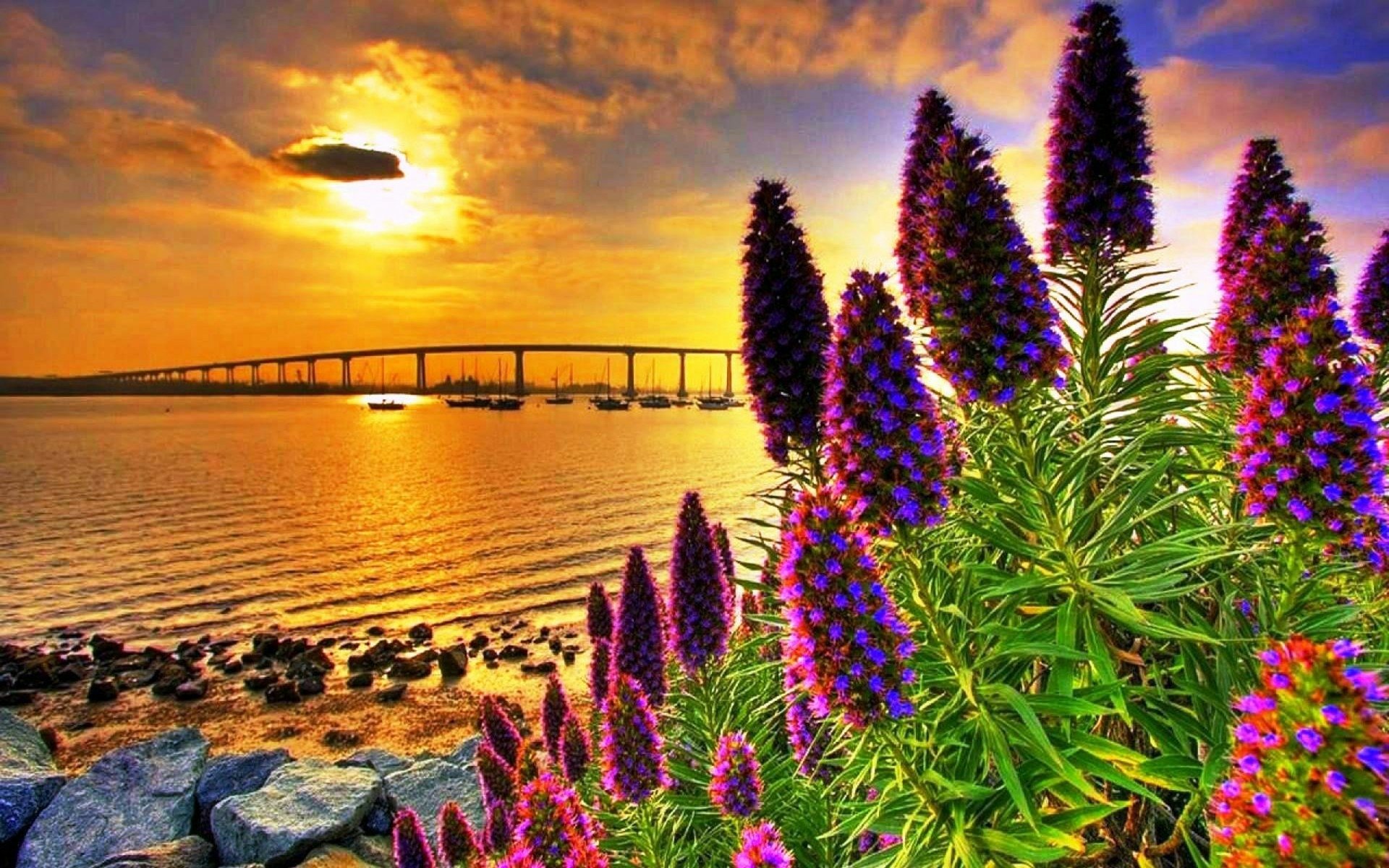 Flowers on the Coast at Sunset Image ID 9616 Image Abyss