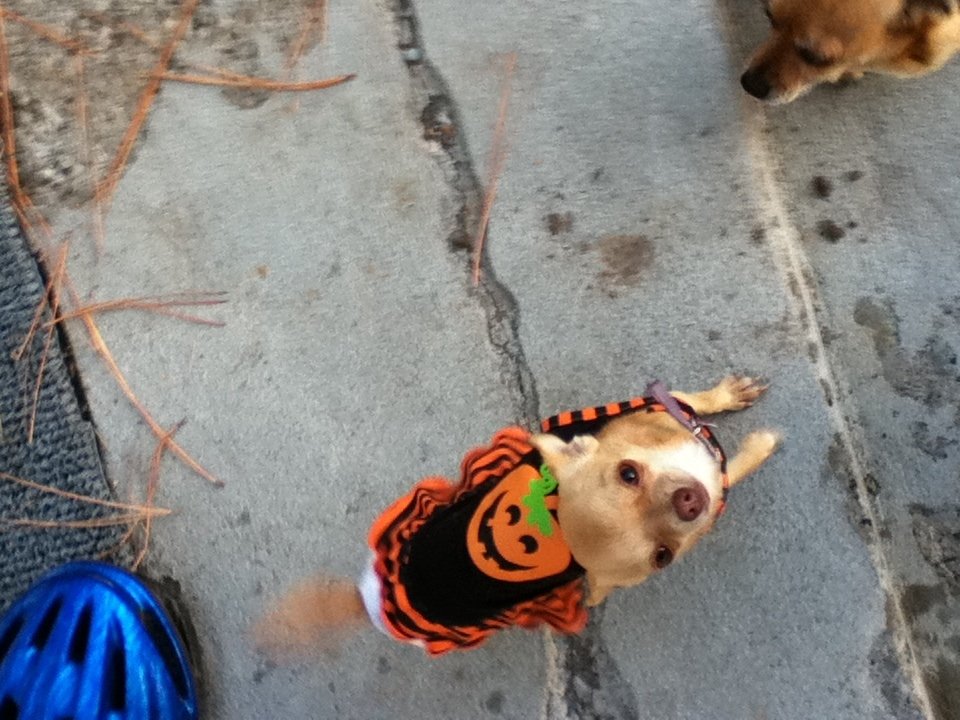  SURPRISE....HAPPY HALLOWEEN.....WELCOME BACK