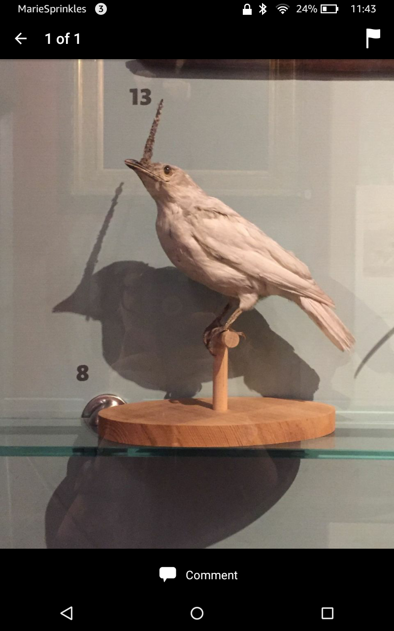 Animal Extinct Image