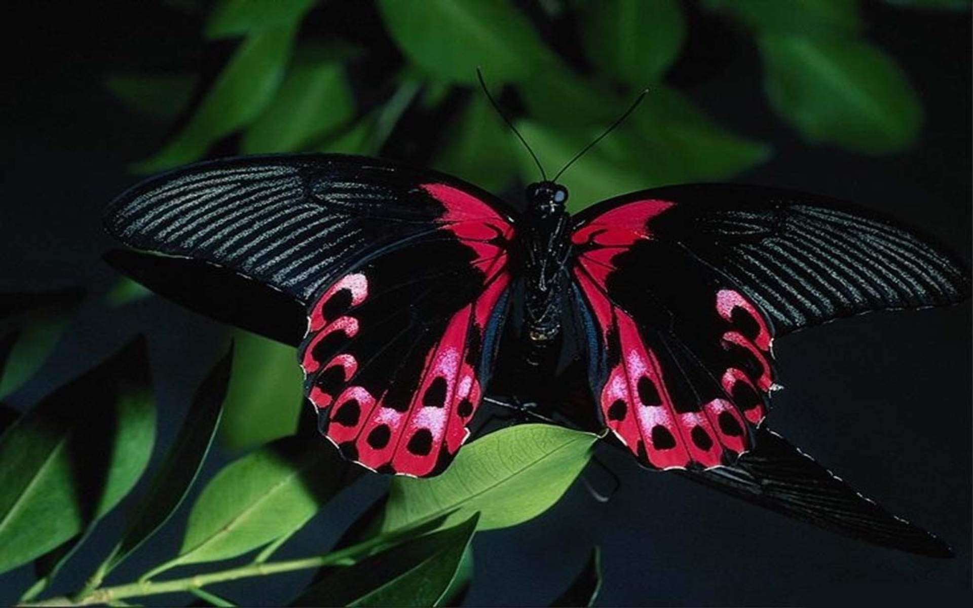 Pink and Black Butterfly Image Abyss