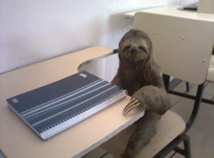 Animal sloth Image